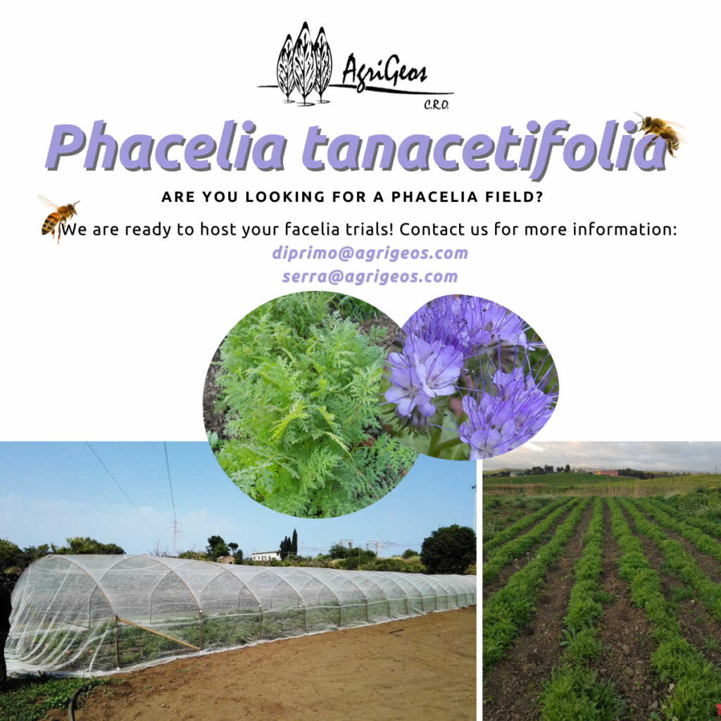 Phacelia tanacetifolia trials
