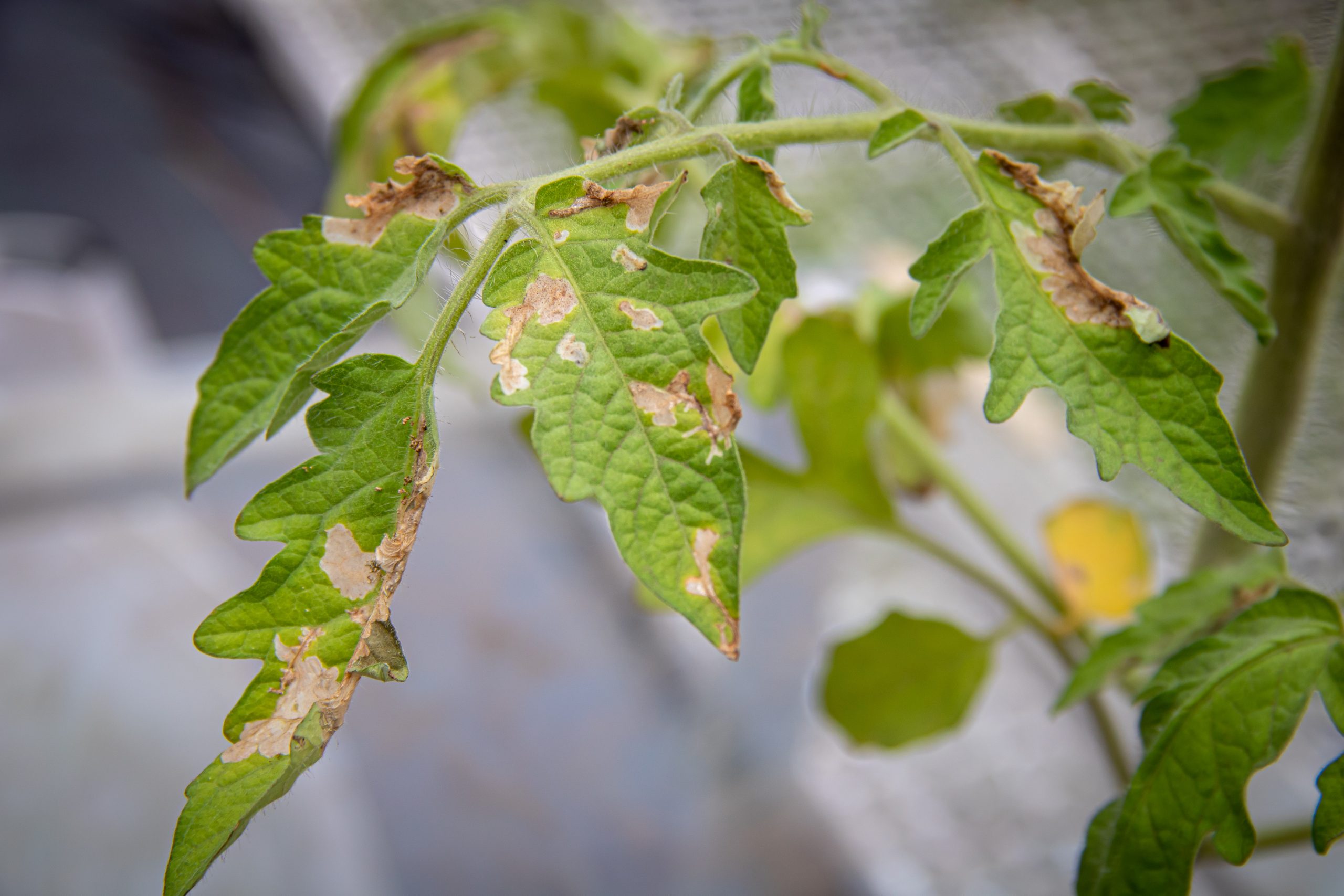 Tomato leaves