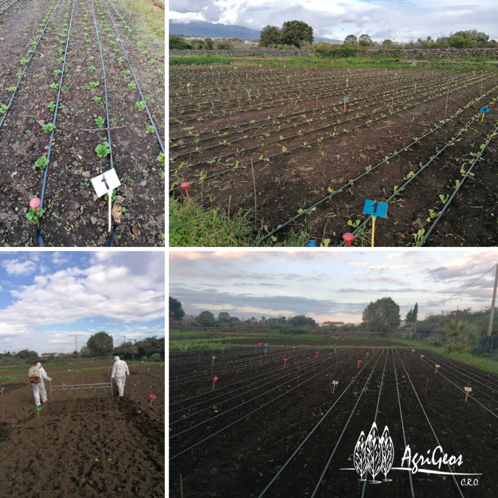 herbicide trial