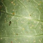 Aphis gossypii