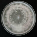 Botrytis cinerea