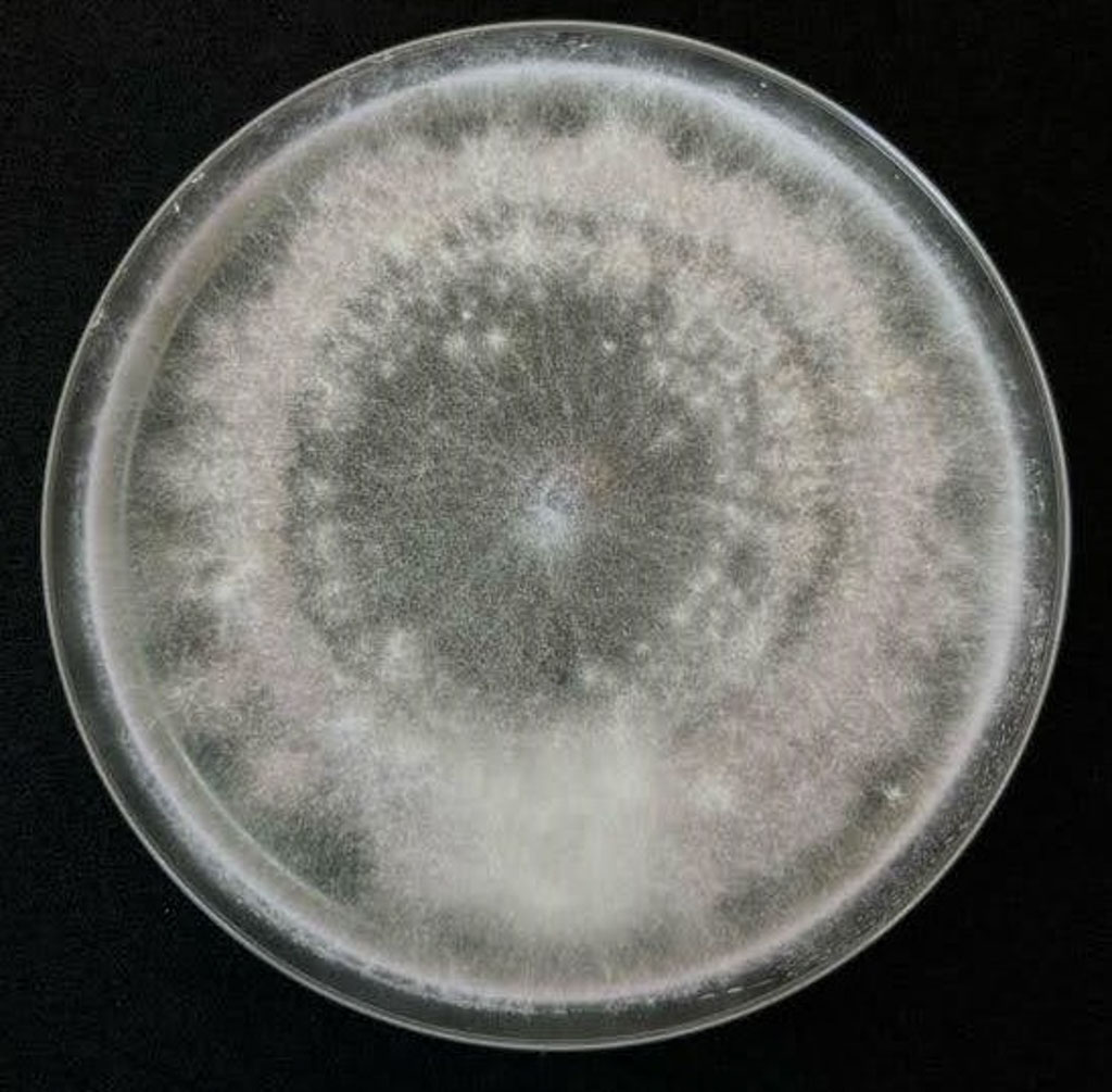Botrytis cinerea