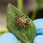 Halyomorpha halys