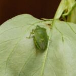 Nezara viridula