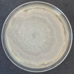 Penicillium spp.