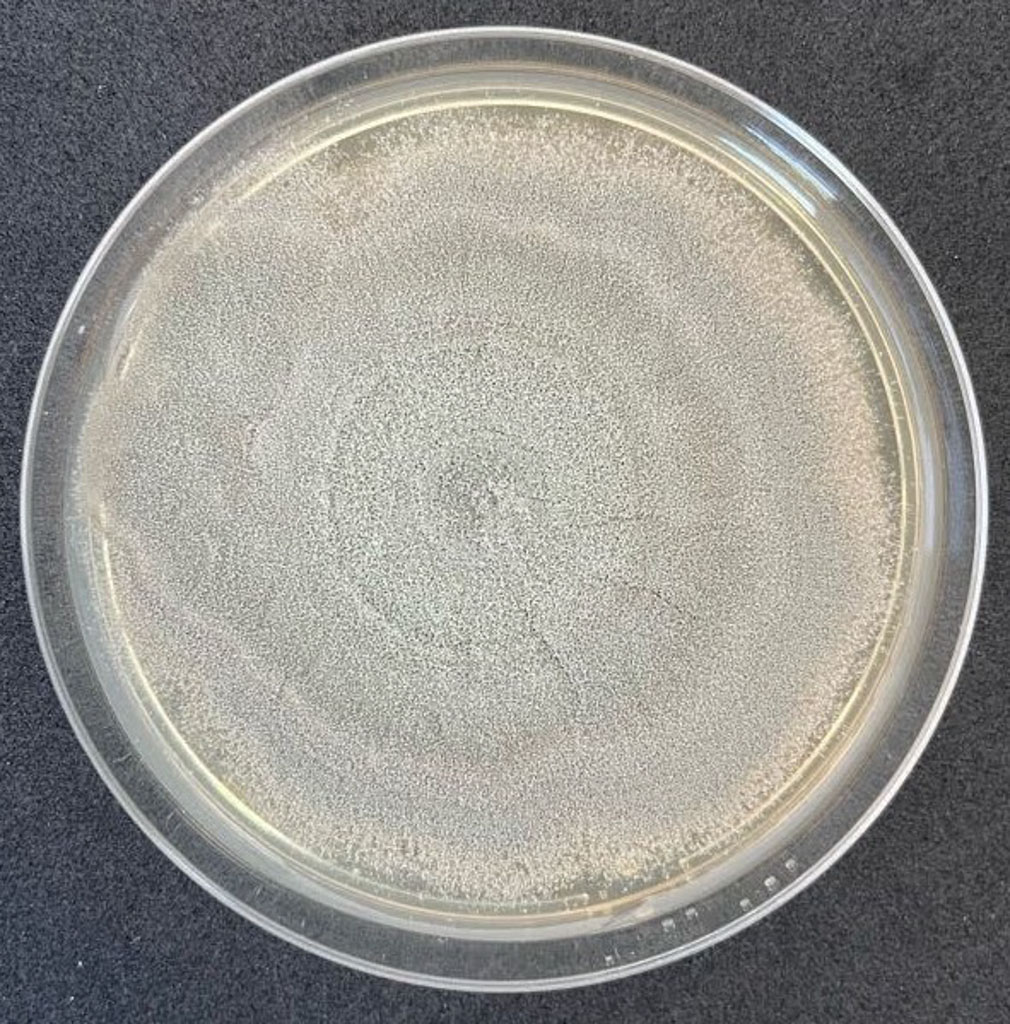 Penicillium spp.