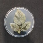 Phytophthora infestans