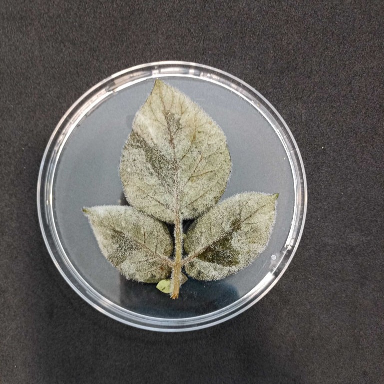 Phytophthora infestans