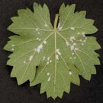 Plasmopara viticola