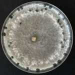 Sclerotinia sclerotiorum