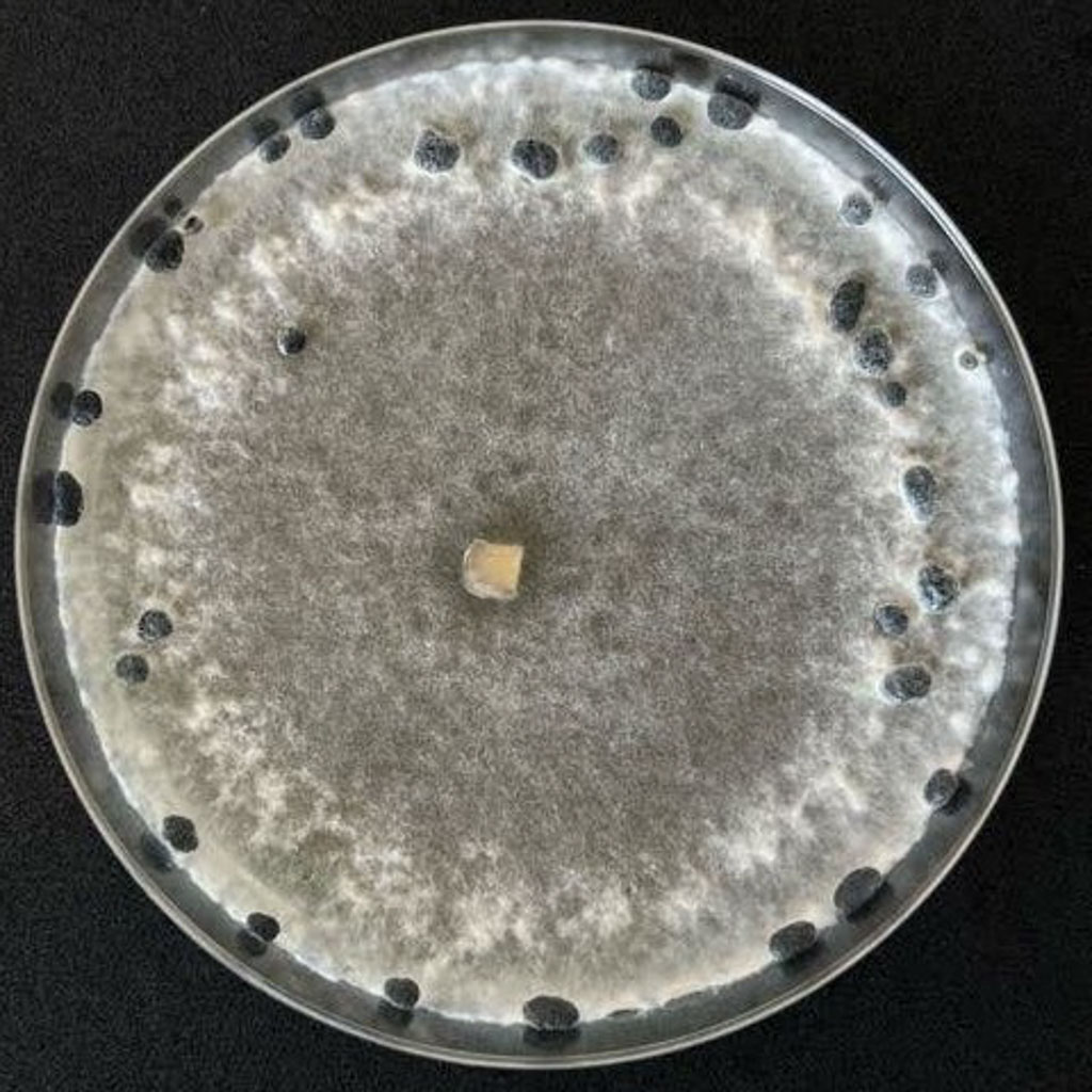 Sclerotinia sclerotiorum