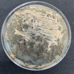 Septoria tritici