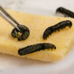 Spodoptera littoralis