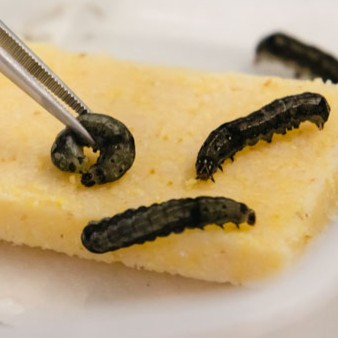 Spodoptera littoralis
