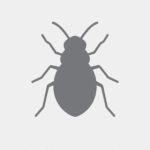 Sitophilus spp.