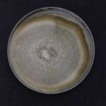 Alternaria spp.