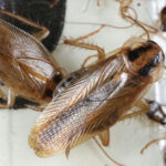 Blattella germanica