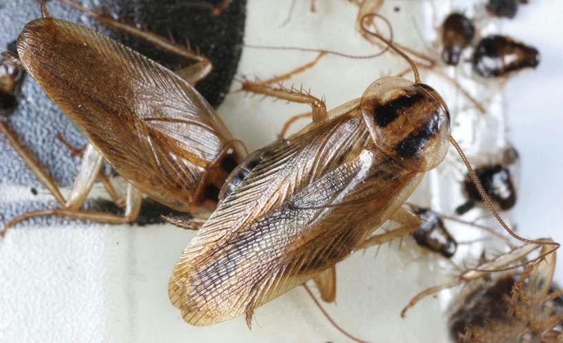 Blattella germanica