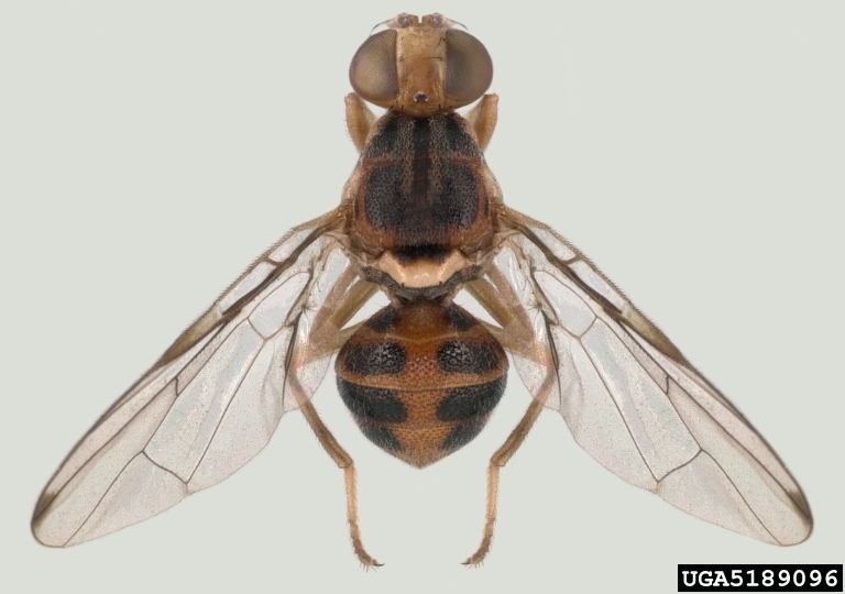 Bactrocera oleae