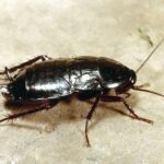 Blatta orientalis