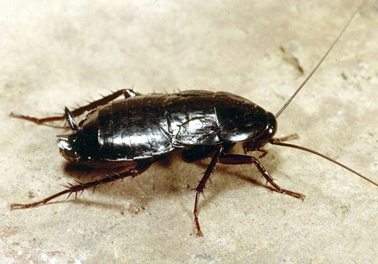 Blatta orientalis