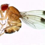 Drosophila suzukii