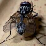 Musca domestica