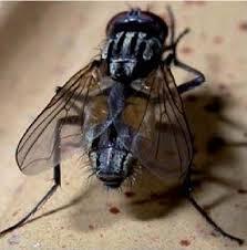 Musca domestica