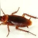 Periplaneta americana