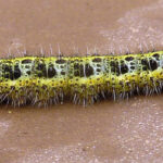 Pieris brassicae