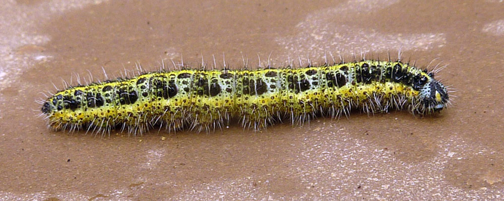 Pieris brassicae