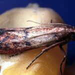 Plodia interpunctella