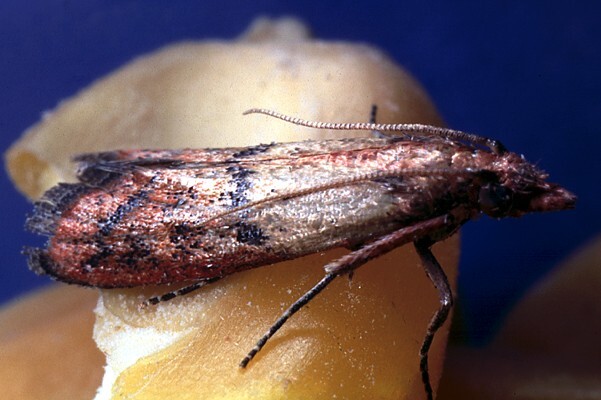 Plodia interpunctella
