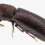Rhyzopertha dominica