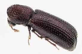 Rhyzopertha dominica