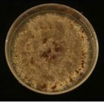 Rhizoctonia spp.