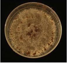 Rhizoctonia spp.