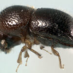Xylosandrus compactus