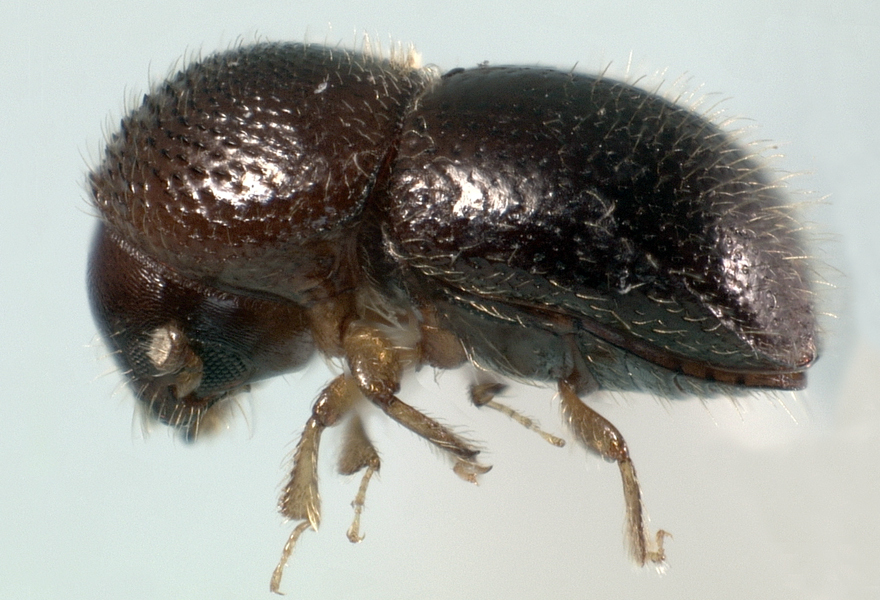 Xylosandrus compactus
