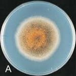 Colletotrichum spp.