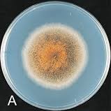 Colletotrichum spp.