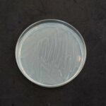Pseudomonas spp.