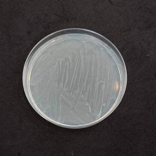 Pseudomonas siringae pv tomato