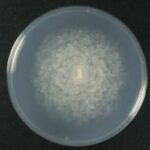 Pythium spp.