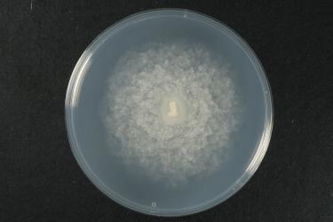 Pythium spp.