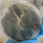 Verticillium dahliae