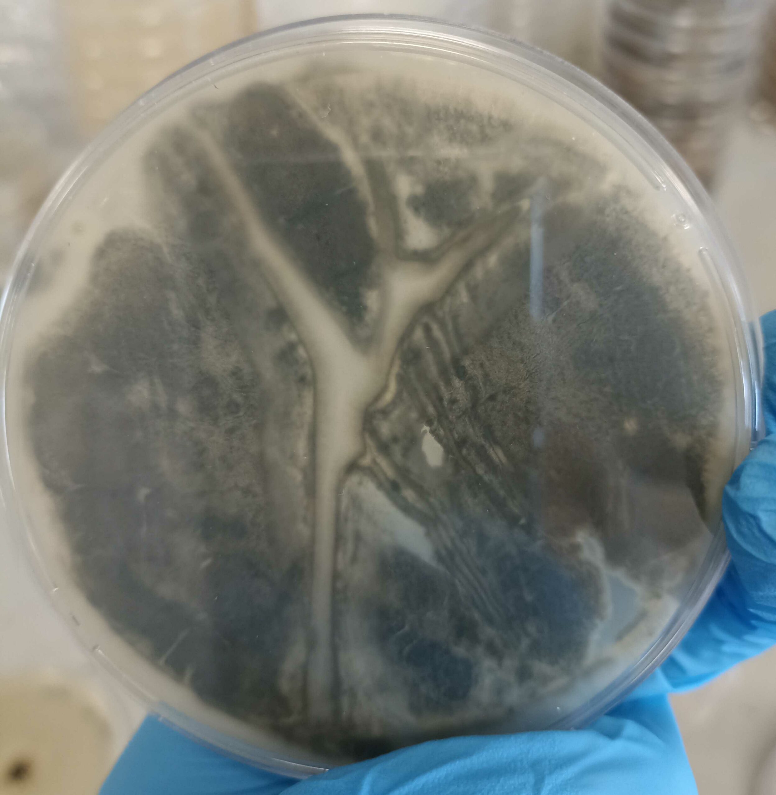 Verticillium dahliae