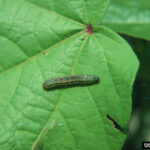 Spodoptera exigua