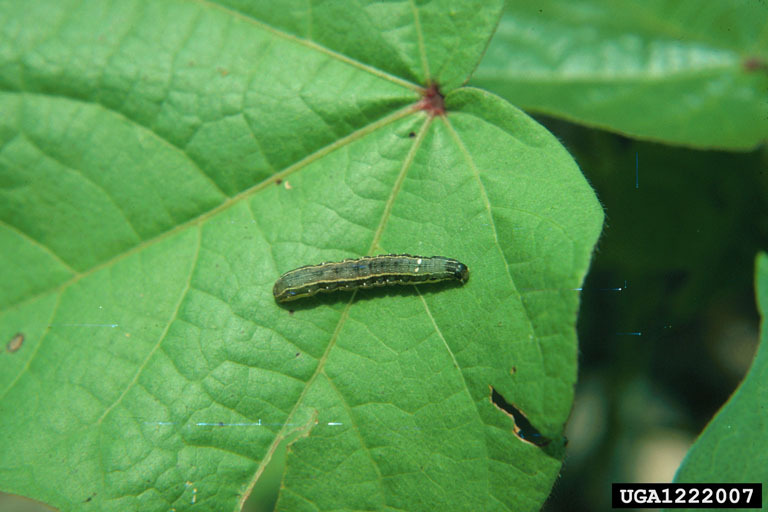Spodoptera exigua