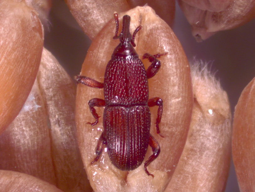 Sitophilus spp.